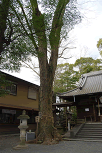 ケヤキの御神木